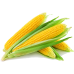 Sweetcorn